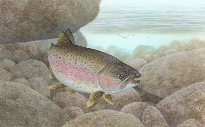 Rainbow trout Oncorhynchus mykiss - Timothy Knepp - U.S. Fish and Wildlife Service